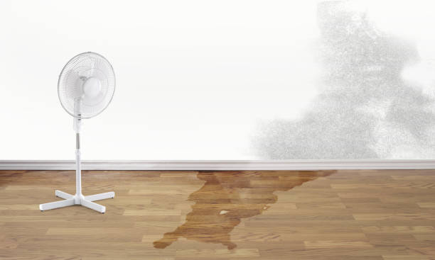 Best Water damage cleanup near me  in Morrisville, VT